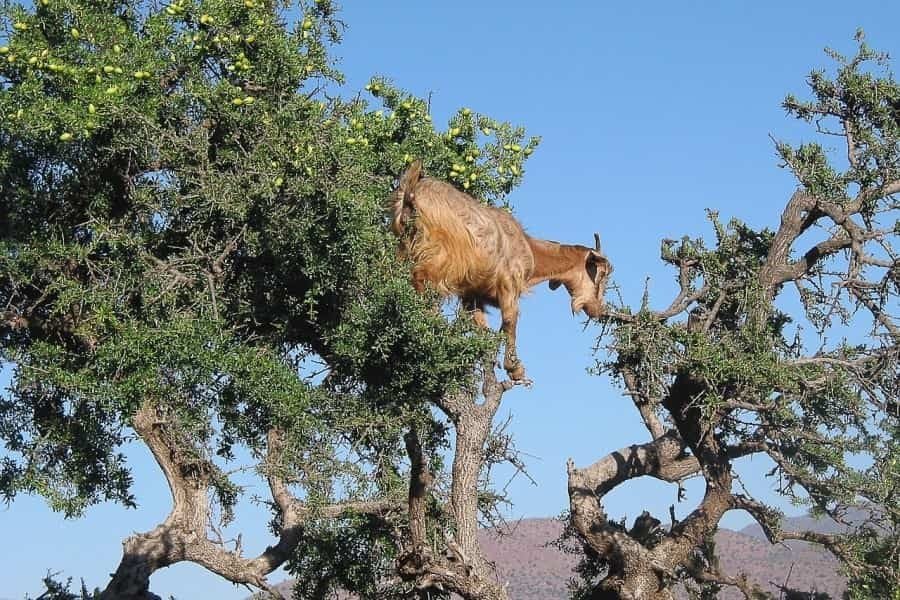 10 days desert tour from tangier via merzouga